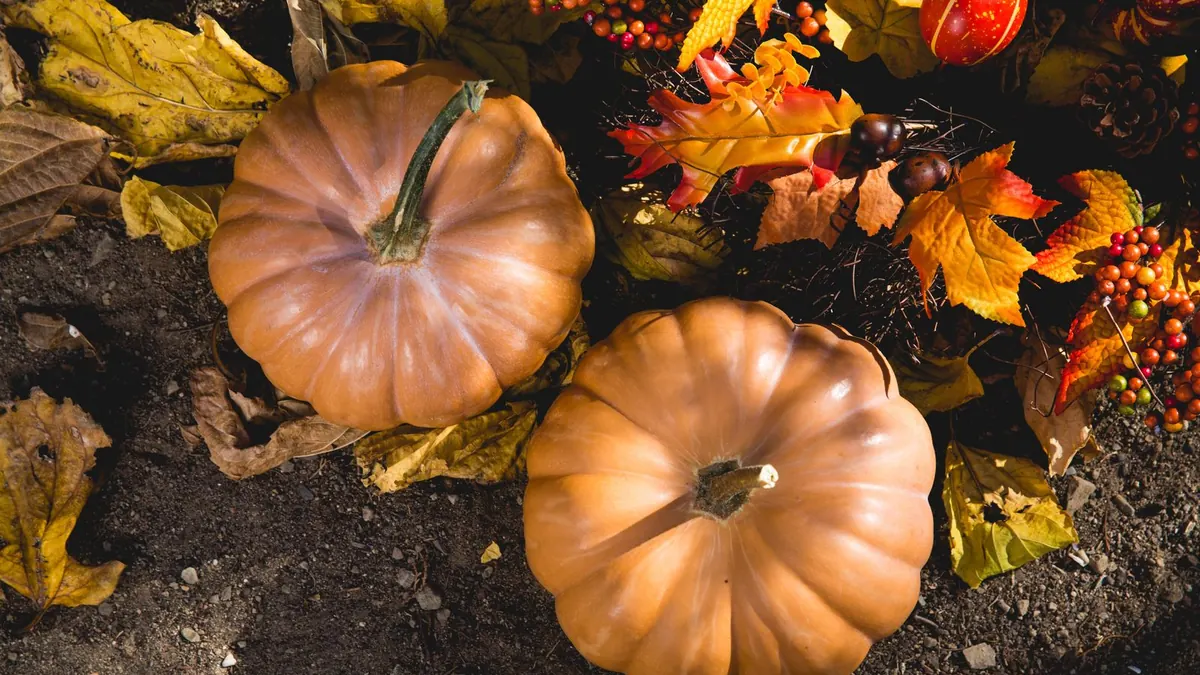 Two pumpkins among autumn leaves outdoors